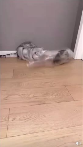 Жидкий кот