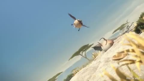 Если бы животные были круглыми