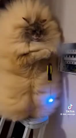 Кот_электрик