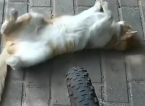 развод_на_страховой_случай