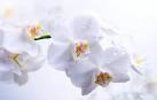 images-8