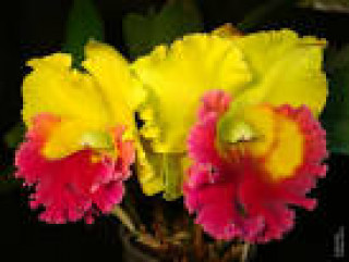 images-9