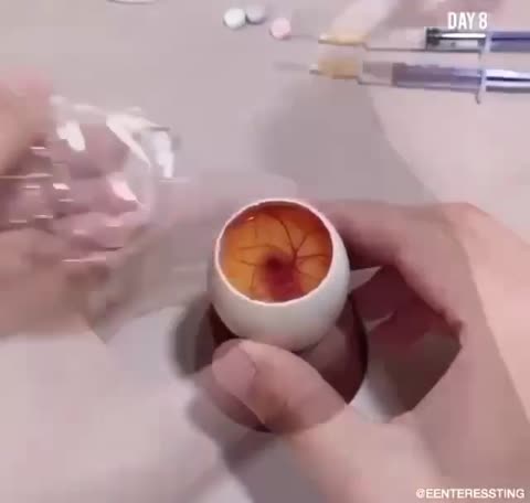 -Яйцо-Цыпленок-