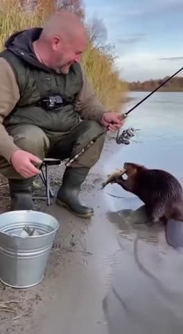 Бобр