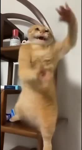 Каратэ_Кот_Шаолинь_нейронка_ИИ_AI_Cat_promodj_