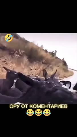 дикий_лосось