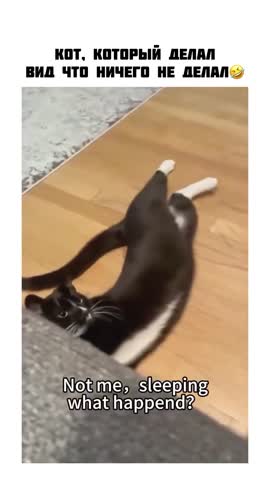 -Котики-играют-