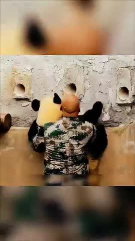 Панда в Белоруссии
