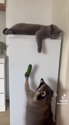 Енот и кот