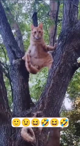 -Жан-Кот-Вам-Дам-