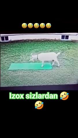 утренняя_зарядка