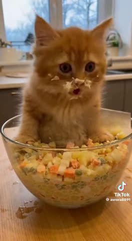 03730fdb374b541dc58524894d67aa8f