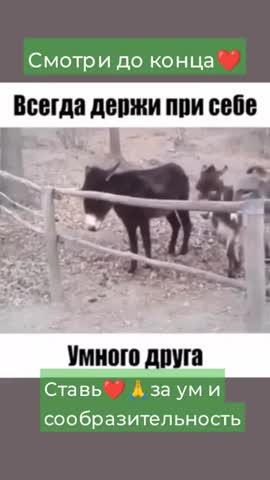 ослик