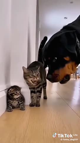 -Кошки-Собаки-