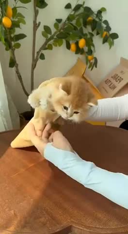 Всемирный день шаурмы