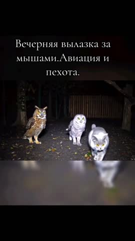 Авиация и пехота