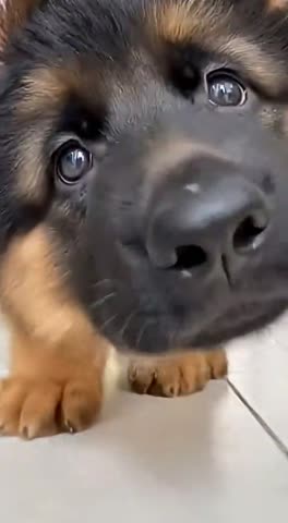 Очень милый нюХ