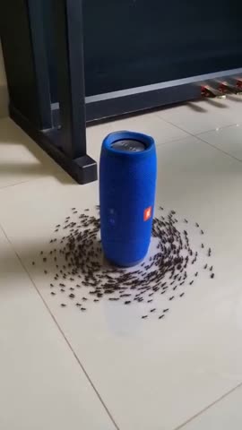 тараканий_хоровод