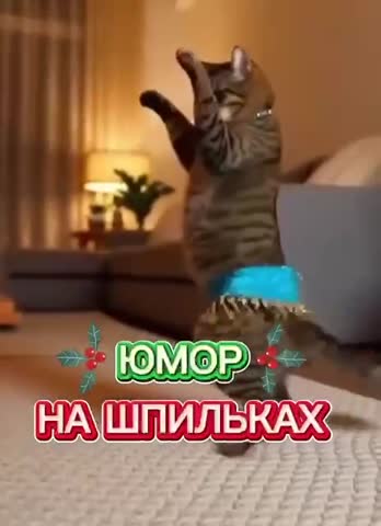 video_11428126791072