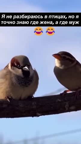 Где муж а где жена