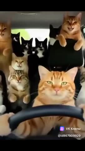 Котейки