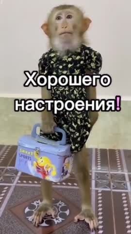 video_13370858411335