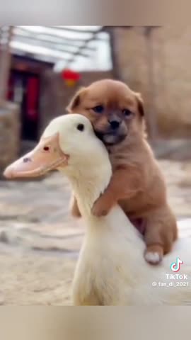 85959a79818a9f9e82b70b605a3ad4cc