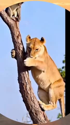 Смелость это