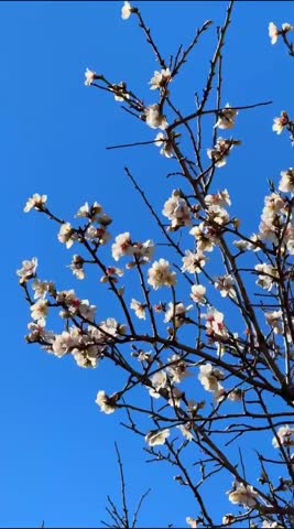 MOV_20260303_090347_401