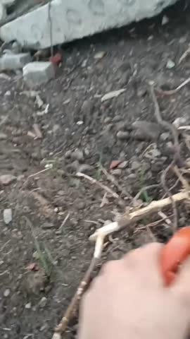 VID_20240725_032018_841_031009