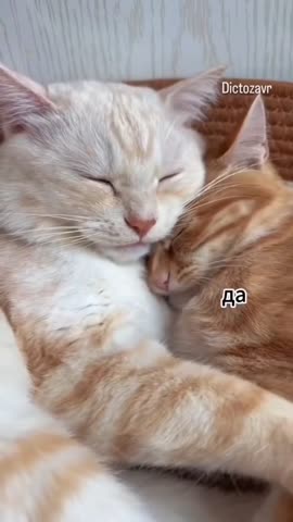 VID_20260322_155136_041