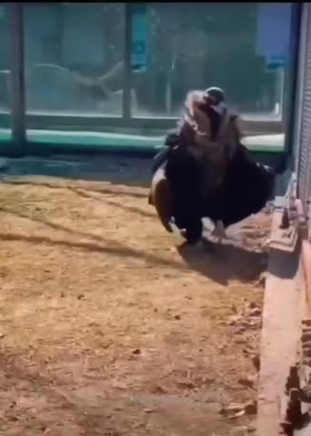 video_13164324525472