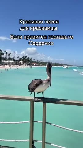 а_хочешь_я_тебе_приснюсь