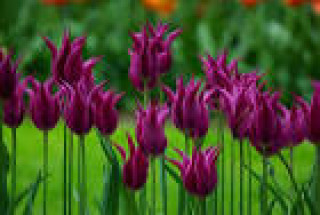 images-1
