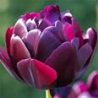 images-10