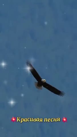 video_13300116952480
