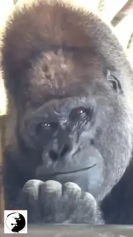 video_13199631914402