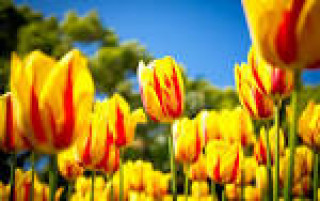 images-11