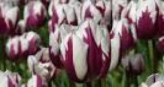 images-13
