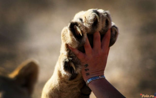 Foiz_PRO_Ужасно_красиво_v14