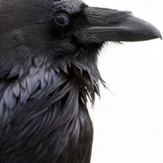 ворон_01