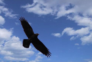 ворон_в_полете
