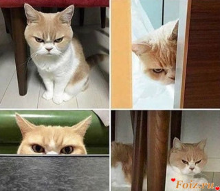 Foiz_PRO_aFmksisowVI