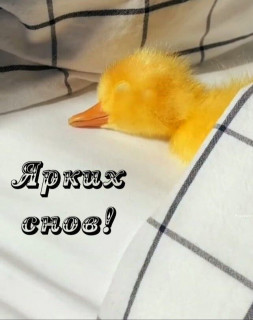 -Ярких-Снов-