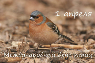 -День-Птиц-