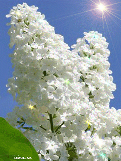 Сирень_белая