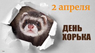 -День-Хорька-