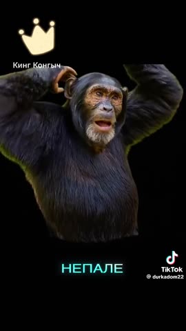 школа когла когти тигра гг