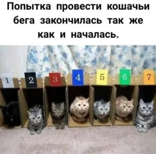 кошачьи бега