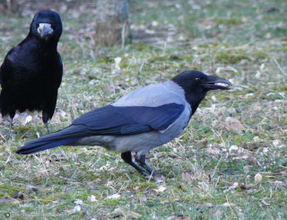 серая_ворона_и_грач